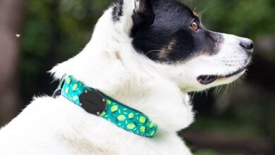 Best AirTag Dog Collar Holders